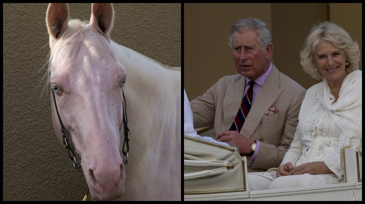 Prins Charles, Hästar