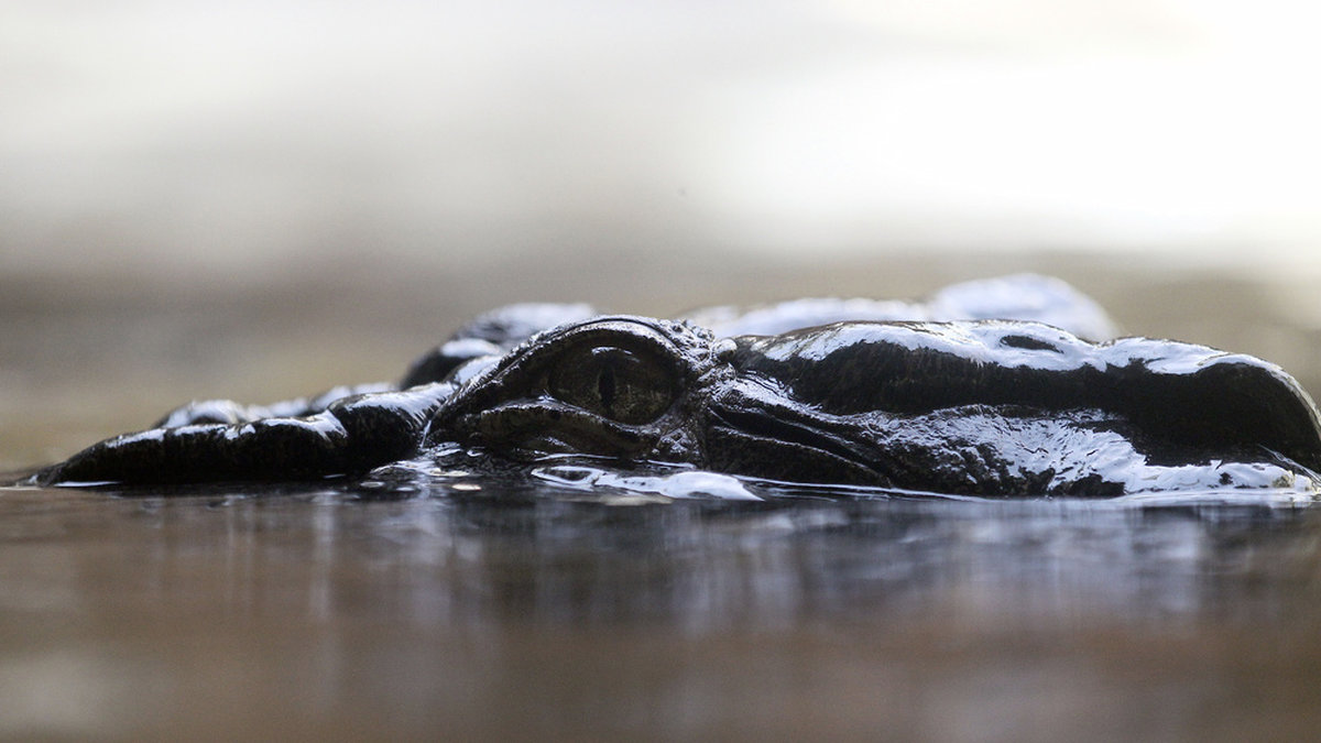 Kvarlevor av en saknad man har hittats i en skjuten krokodil i Queensland, Australien. Arkivbild.