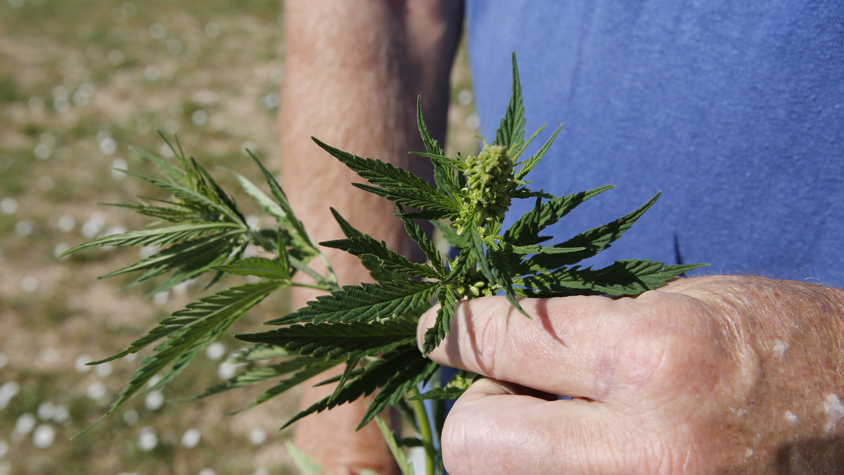 Tidningen propagerar för att marijuana ska legaliseras.