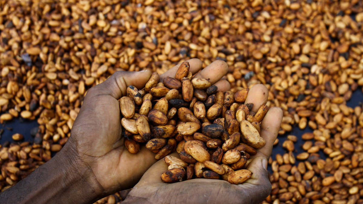 Kakao är rekorddyrt på världsmarknaden – över 10 000 dollar per ton på terminsmarknaden. Arkivbild