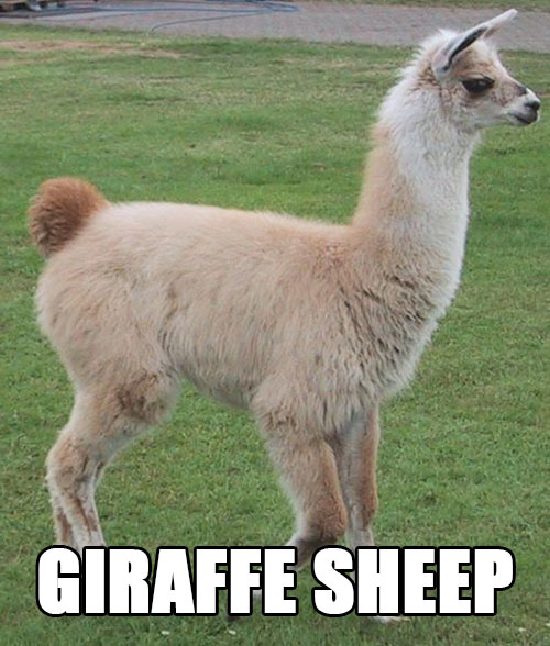 Ullig päls + lång hals = "giraff-får". Ullig päls + lång hals = "giraff-får".