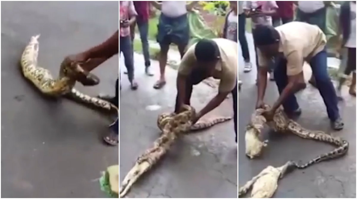 Get, Boaorm, Orm, Indien