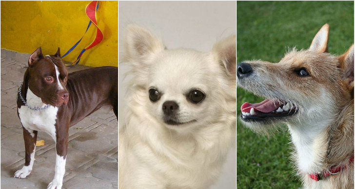 Attack, Chihuahua, Pitbullterrier, Hund