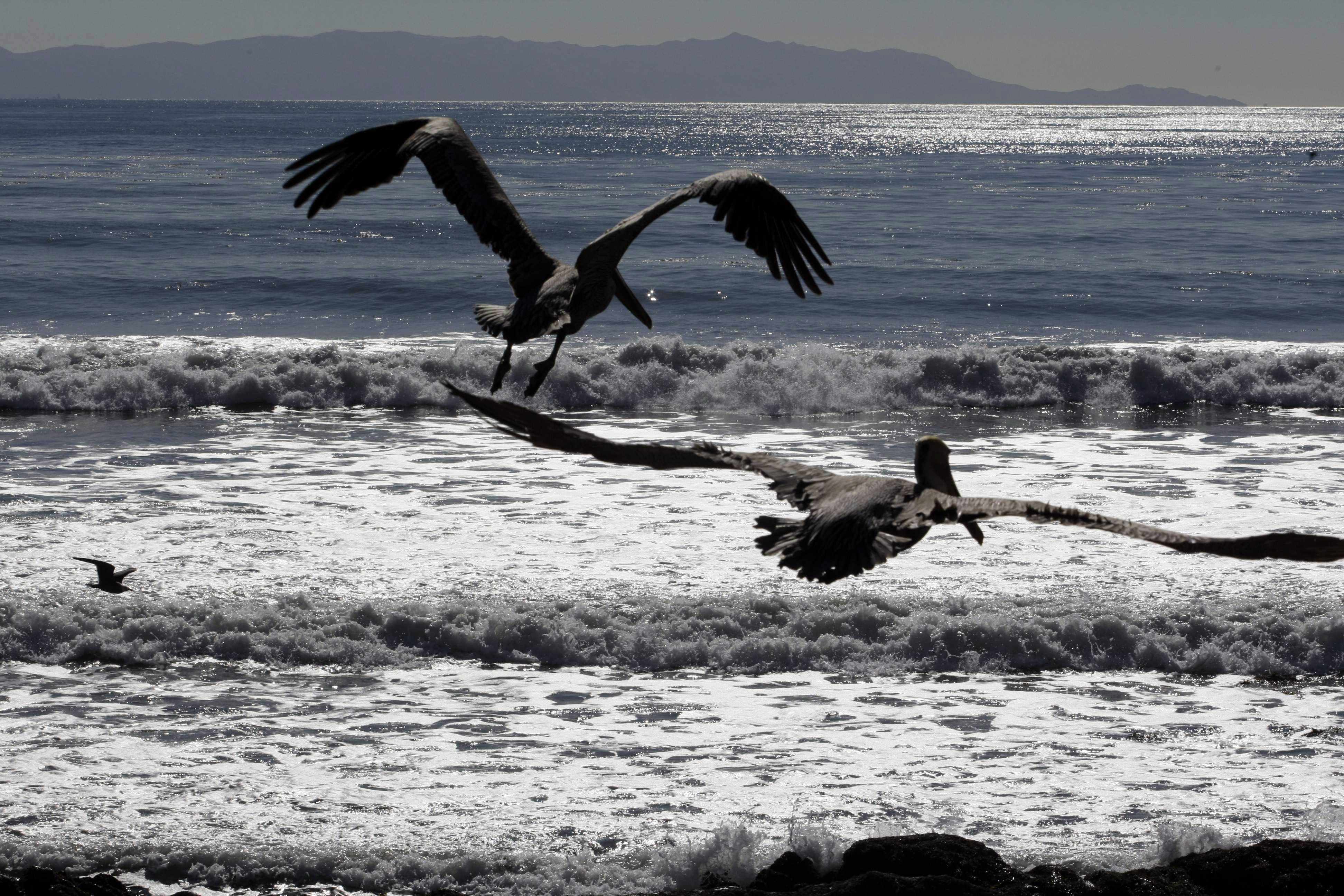 Drygt 2 000 fåglar har dött på grund av BP:s oljeutsläpp i Mexikanska golfen.