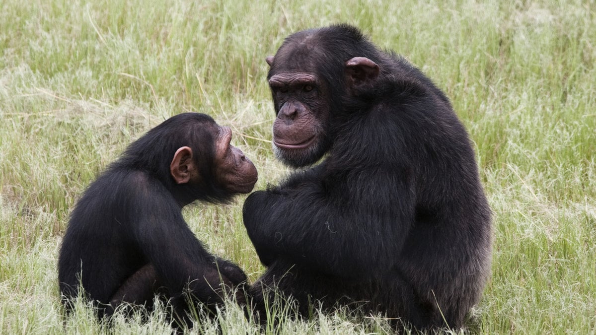 En anonym gåva på 17 miljoner kronor ska ge schimpanserna i Köpenhamn ny anläggning. Arkivbild.
