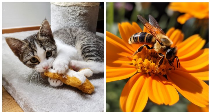 Insekter, Husdjur, Katt