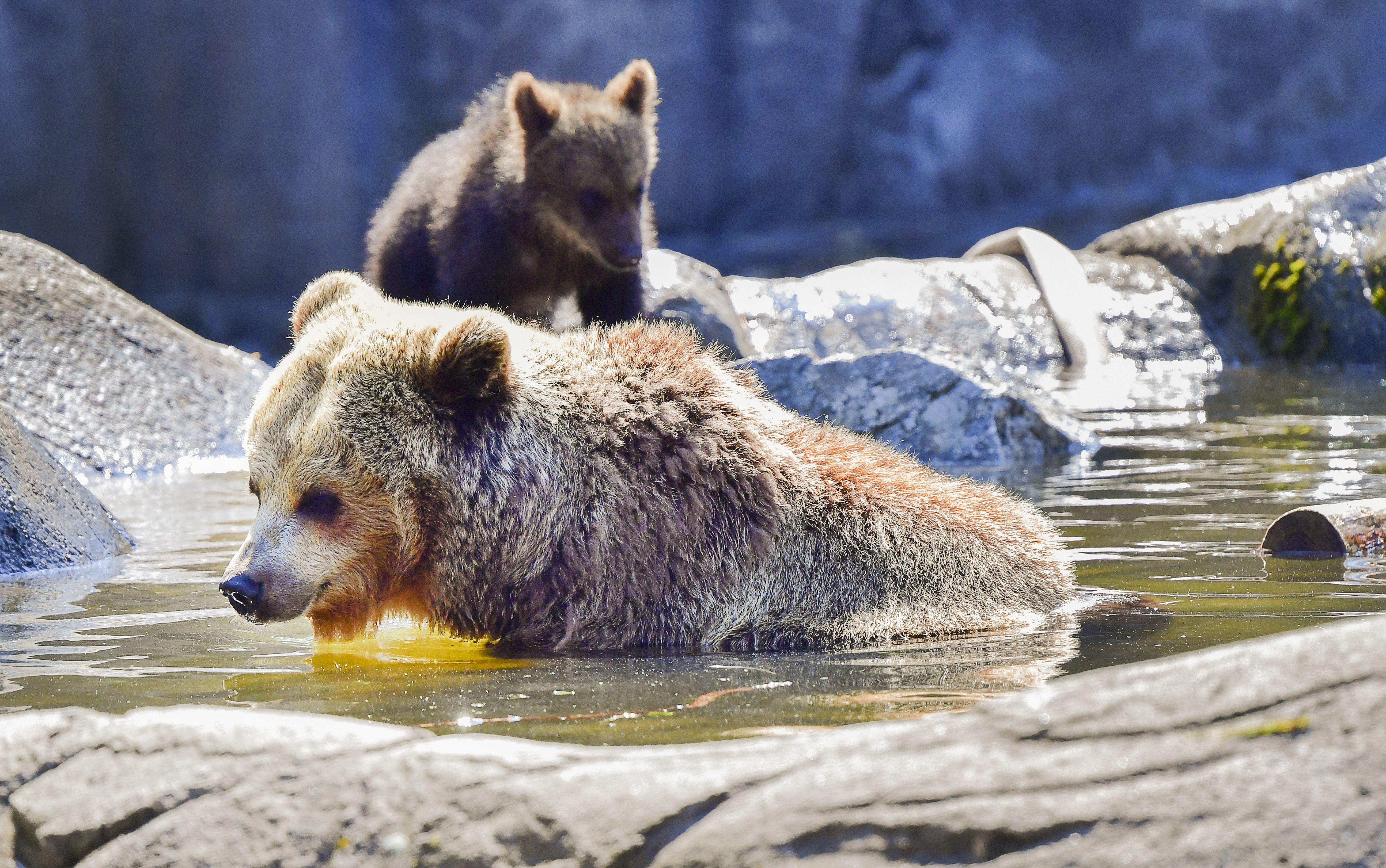 Björnhonan avlivades efter en tid av aggressivitet.