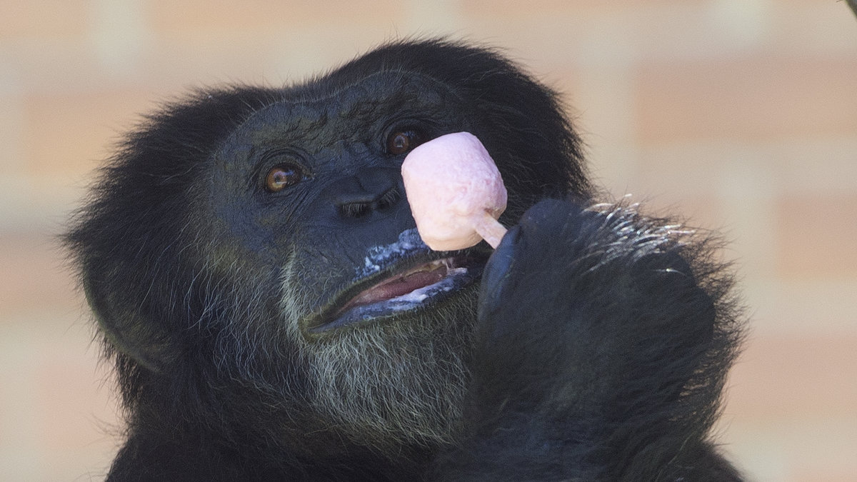 Chimpansen Paulino gillar också fruktglass.