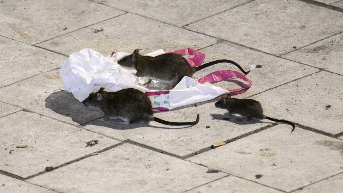 Råttor letar efter något att äta på Sergels torg i Stockholm en natt i maj. Arkivbild.