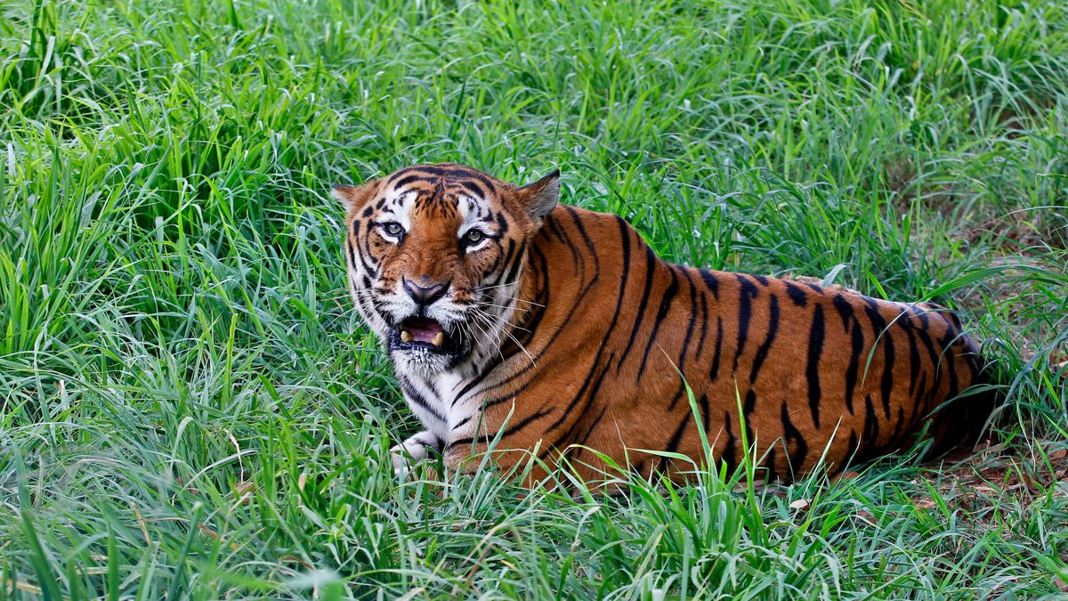 En annan tiger.