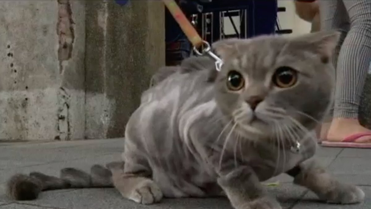 Alla verkar dock inte gilla sin nya frisyr. Den här katten ser mer eller mindre skräckslagen ut. 