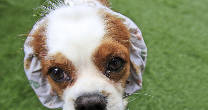 Ønske vedtage klarhed Plågsam sjukdom drabbar små hundar – på grund av deras utseende