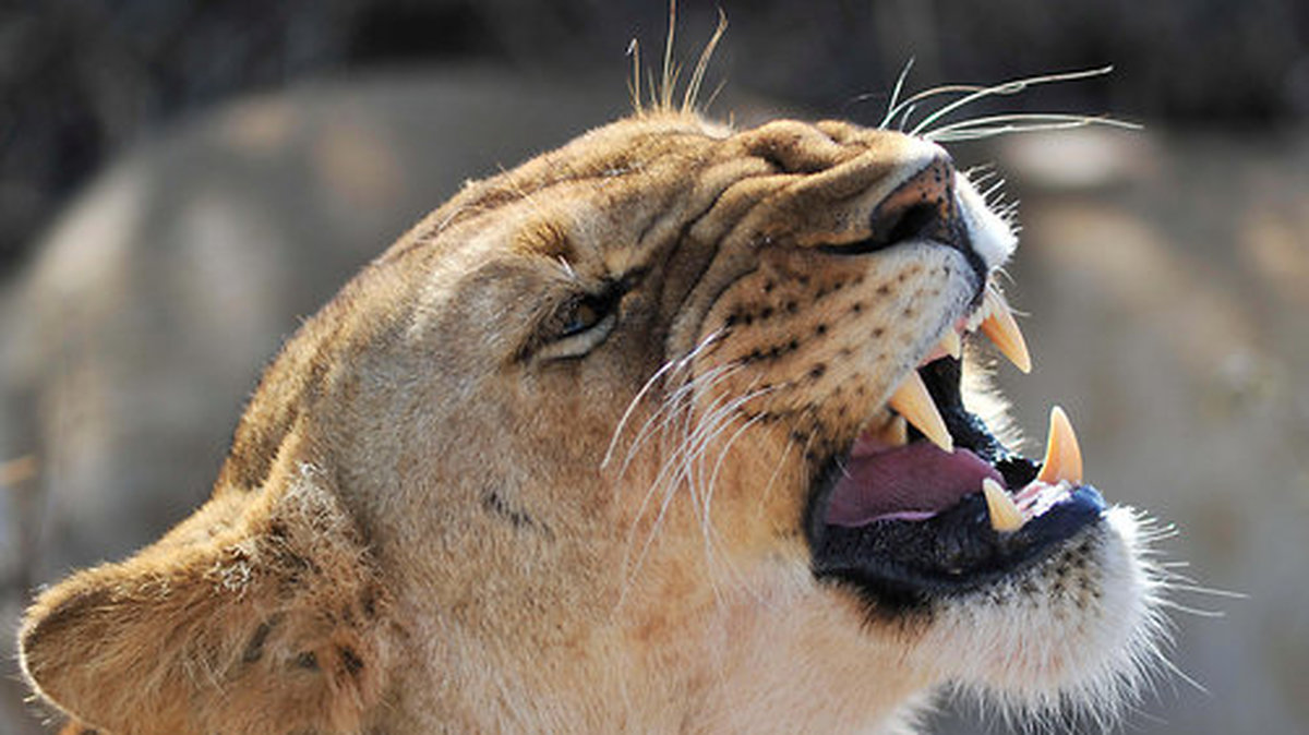 Även flera andra lejon förgiftades och deras tillstånd är kritiskt. 