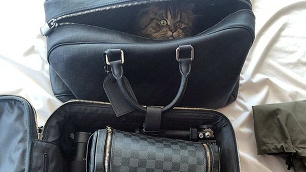 Vapen (och en katt i en väska) på Dan Bilzerians Instagram. 