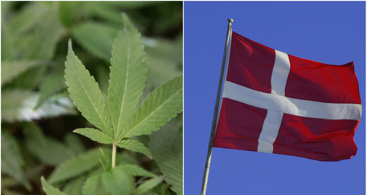 Danmark, Hasch, Legalisera, Cannabis