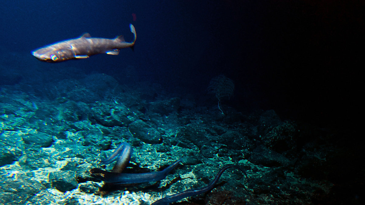 Havsbotten är som mest artrik vid djuphavsbergen där undervattensvulkaner har gjort miljön mer näringsrik. Här syns en djuphavshaj och ålar vid en expedition till den slocknade Cook-vulkanen, omkring 1 000 meter under havsytan utanför Hawaii. Arkivbild.