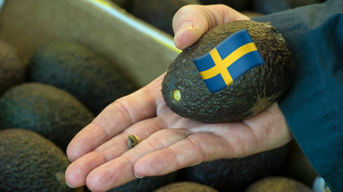 Är avokadon hotad i Sverige?