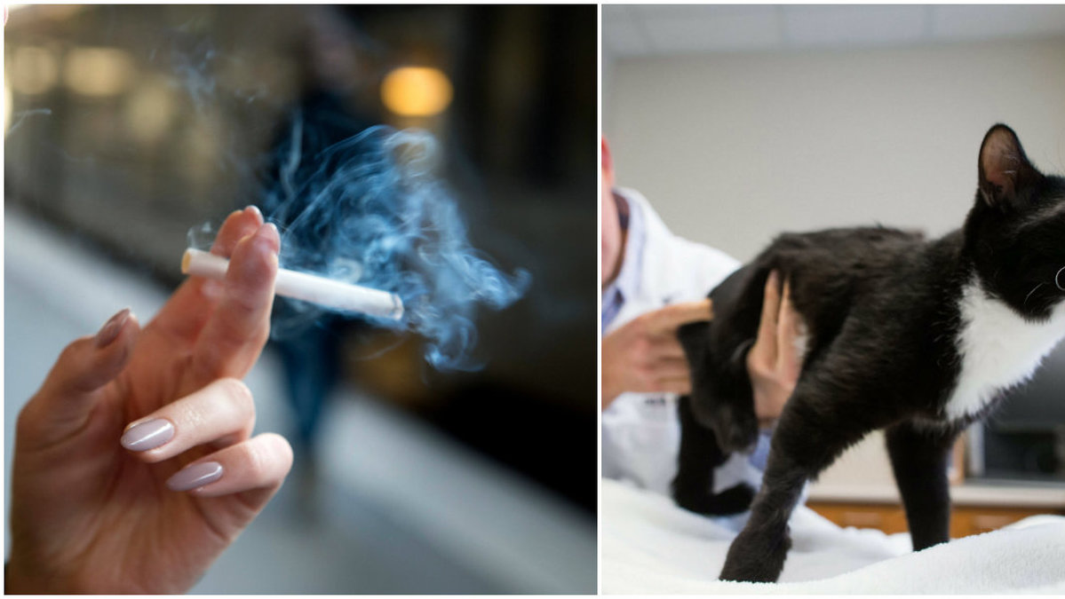 En veterinär gick ut för att röka – djuren dog. 