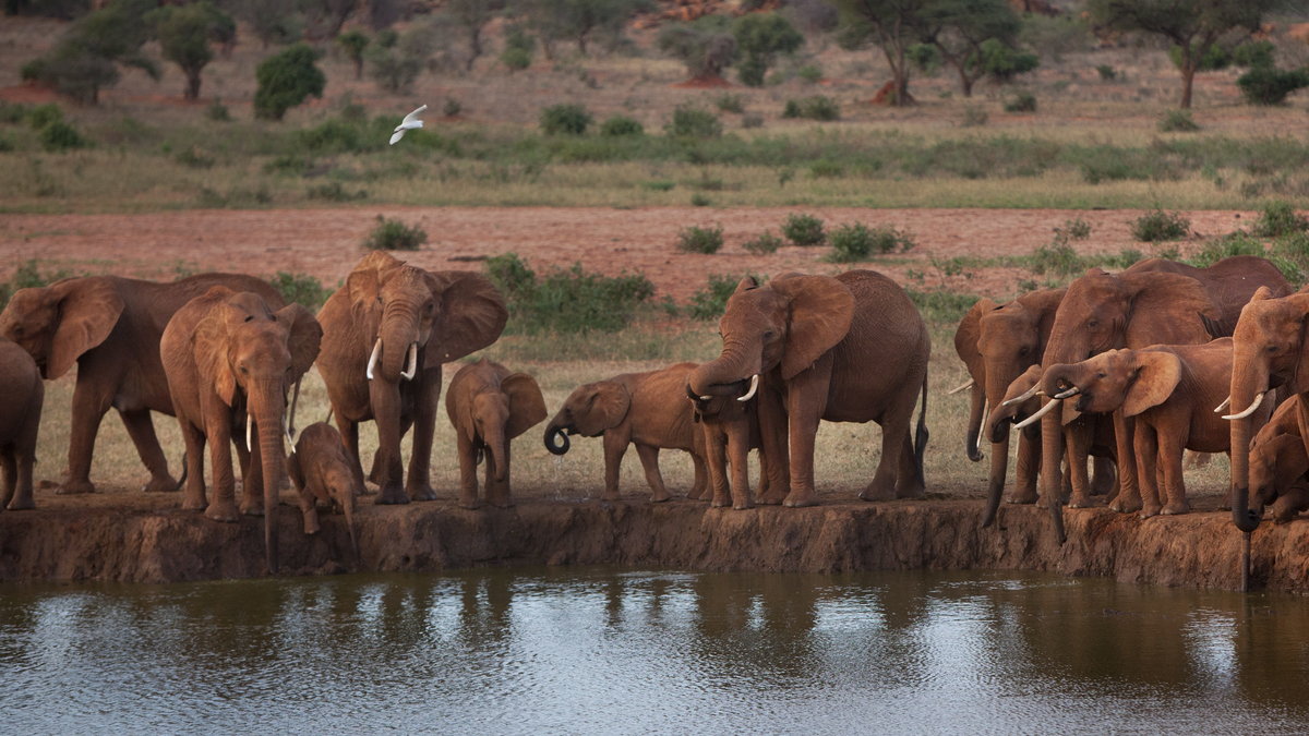 Elefanterna doftade sig till spriten som tillverkas av elefanternas favoritfrukt.