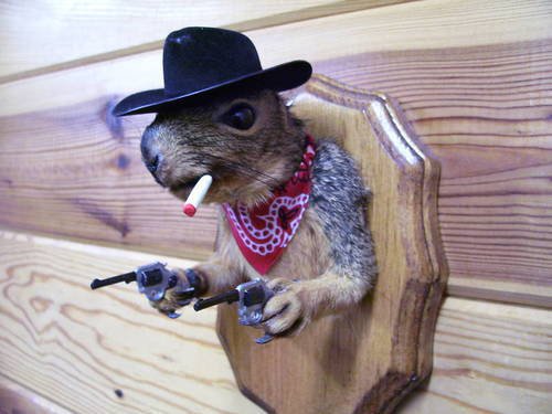 Det är en ny cowboy i stan.
Upp med labbarna! Det är en ny cowboy i stan.
Upp med labbarna!