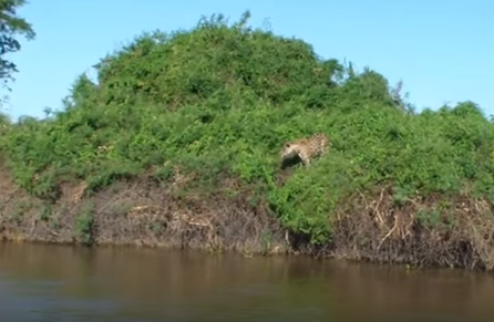 jaguar, Flod, Krokodil, Kajman, Vatten