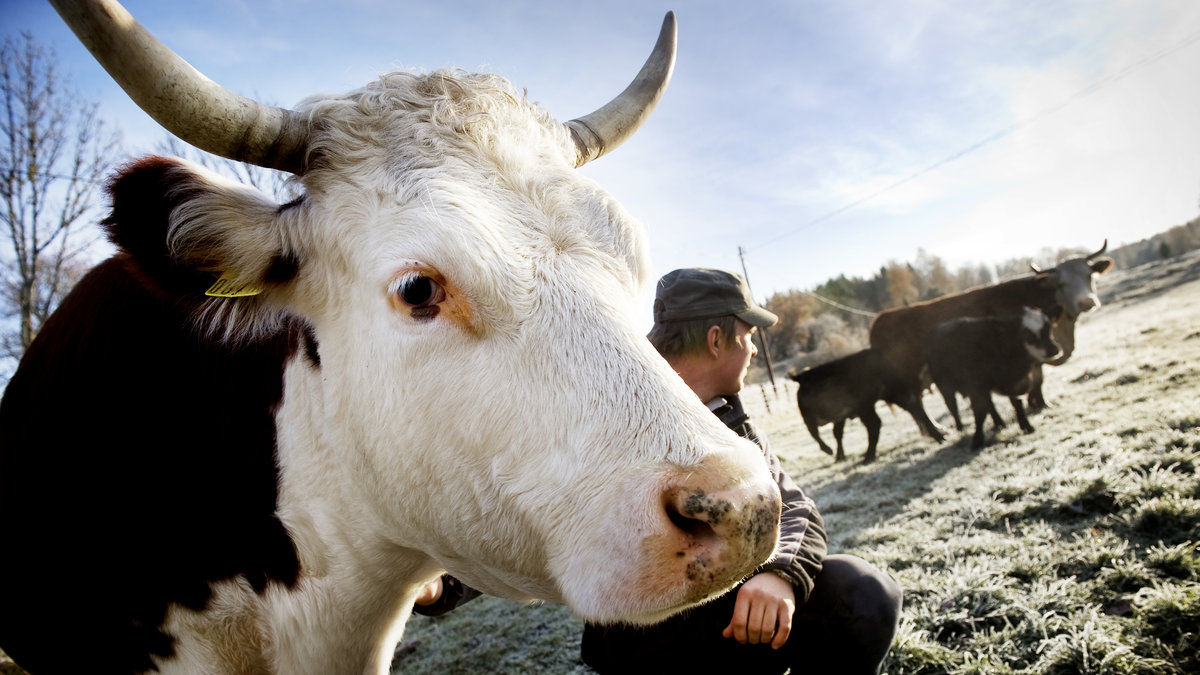 De sänkta mjölkpriserna slår hårt mot bönderna. Många har inte råd att ha kvar sina kor. 
