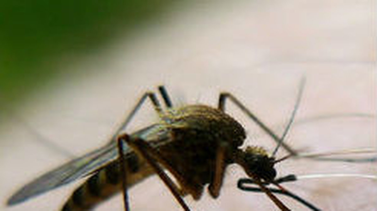 Kanske hellre en mygga på armen än en parasit under huden?