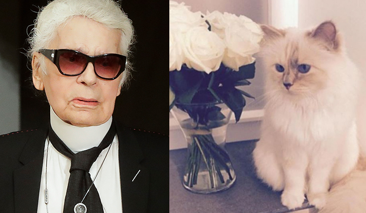 Karl Lagerfelds Cat Choupette Can Inherit Millions