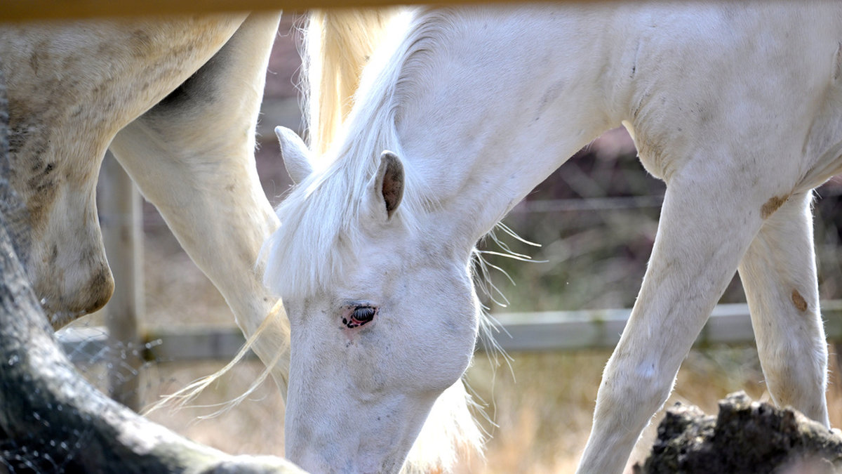 Fler hästanläggningar drabbades av sjukdomen Kvarka under förra året jämfört med tidigare år. Arkivbild.