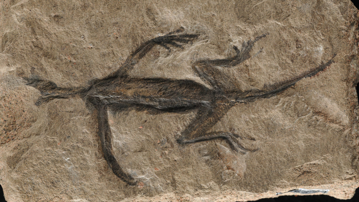 Tridentinosaurus antiquus upptäcktes i de italienska alperna 1931 och sågs som ett viktigt exemplar för att förstå tidig reptilevolution. Men det tycks delvis vara en bluff.