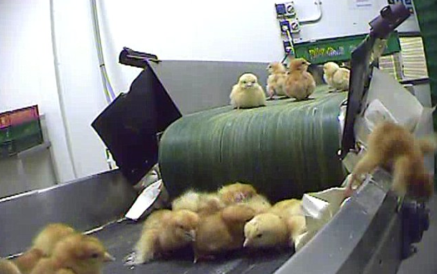 Kycklingarna sorteras efter kön på dödslöpbandet.