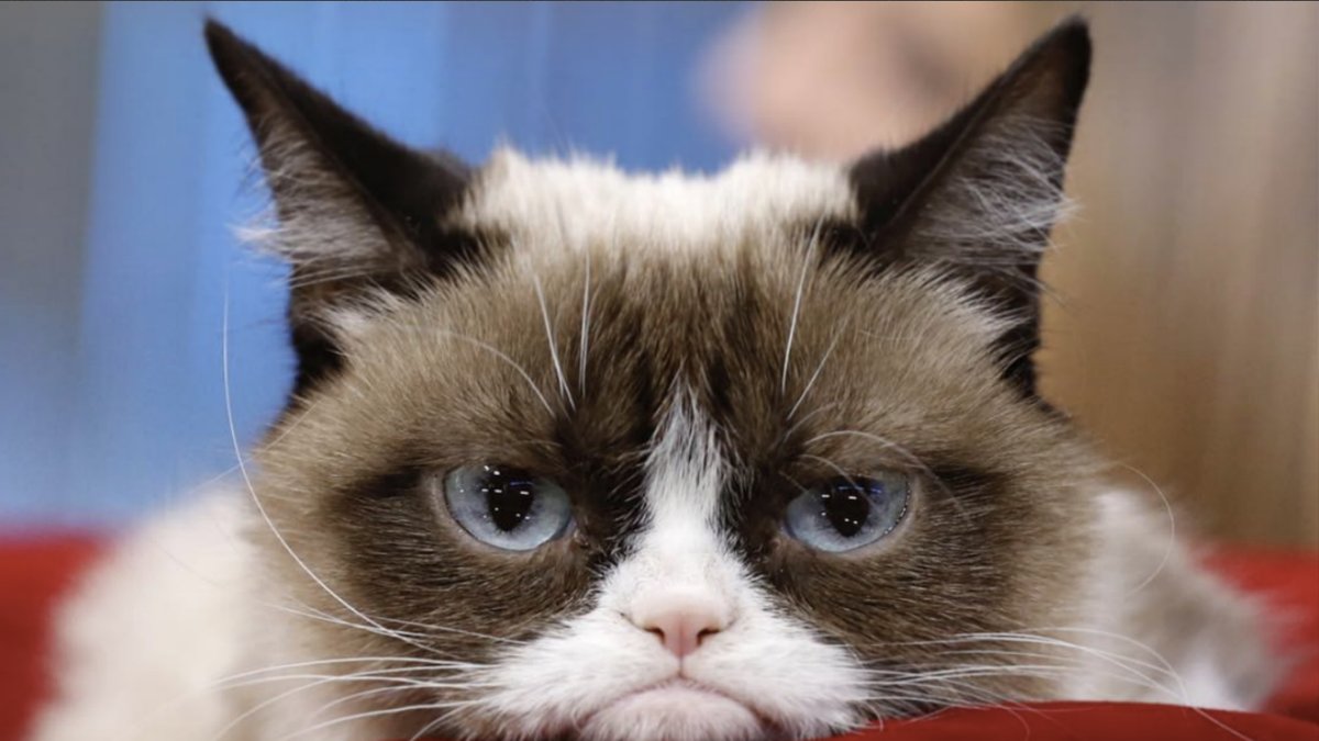 Den virala sensationen Grumpy Cat är död.