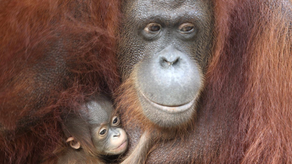 Orangutanger får precis som vi en unge per graviditet, i sällsynta fall blir det tvillingar. 