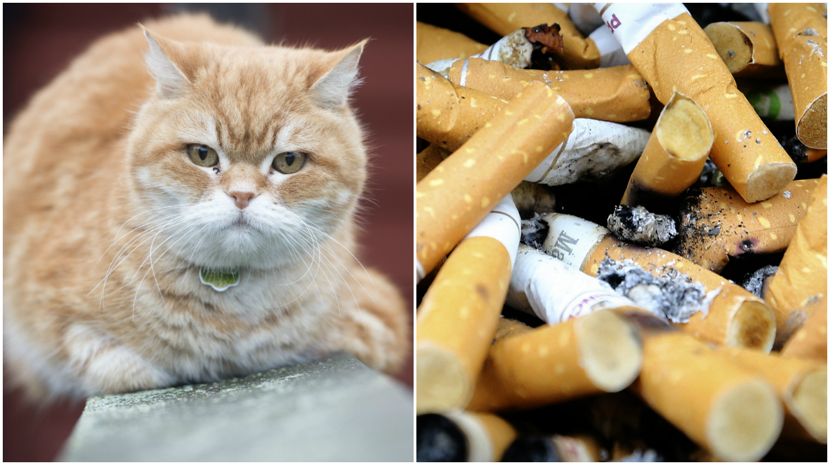Det finns en direkt koppling mellan djur som lever med en rökare och en högre risk för hälsoproblem