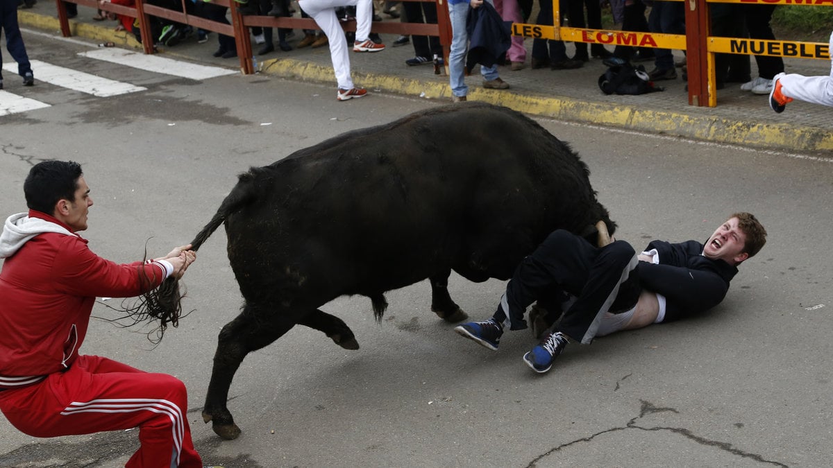 Tjurrusningar är väldigt populära i Spanien. Varning för starka bilder.