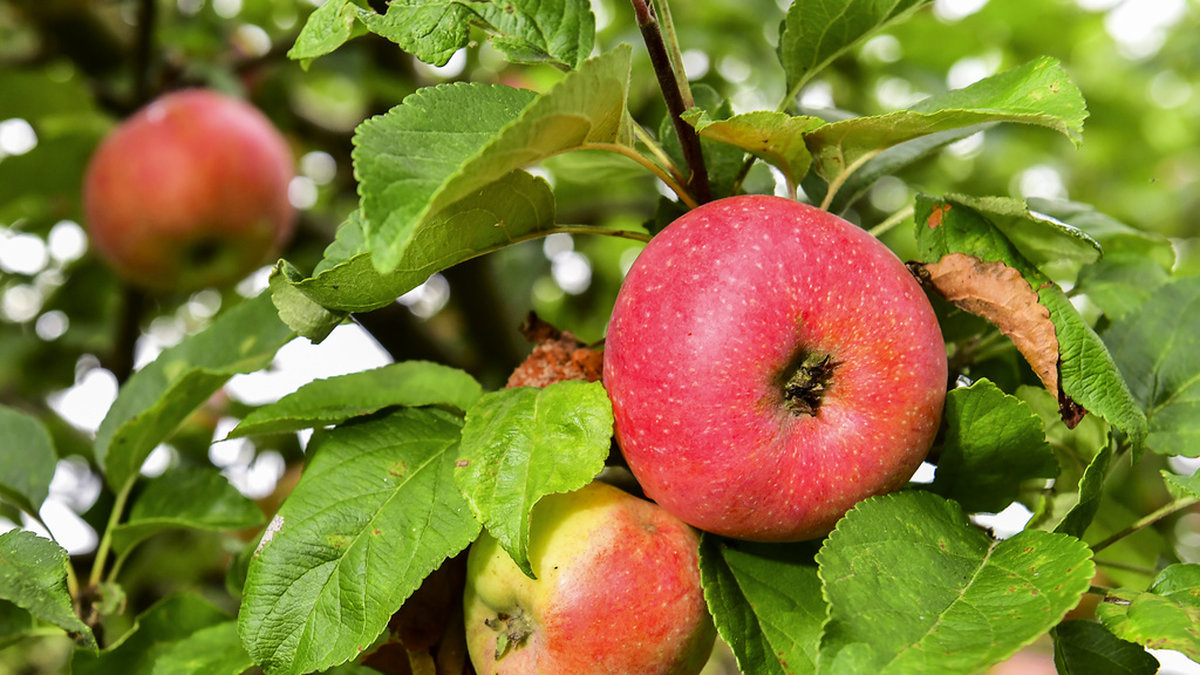 Årets äppelskörd ser ut att bli helt okej med ovanligt söta frukter. Arkivbild.