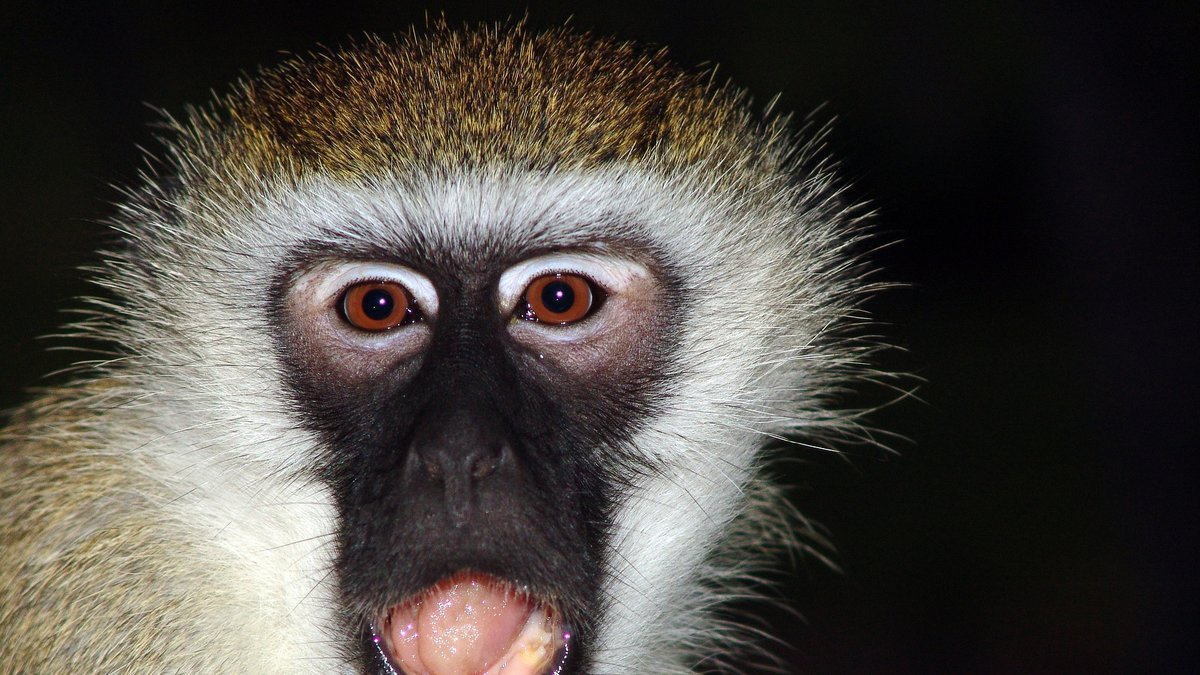 Experimentet utfördes på makaker, som är en liten primat.