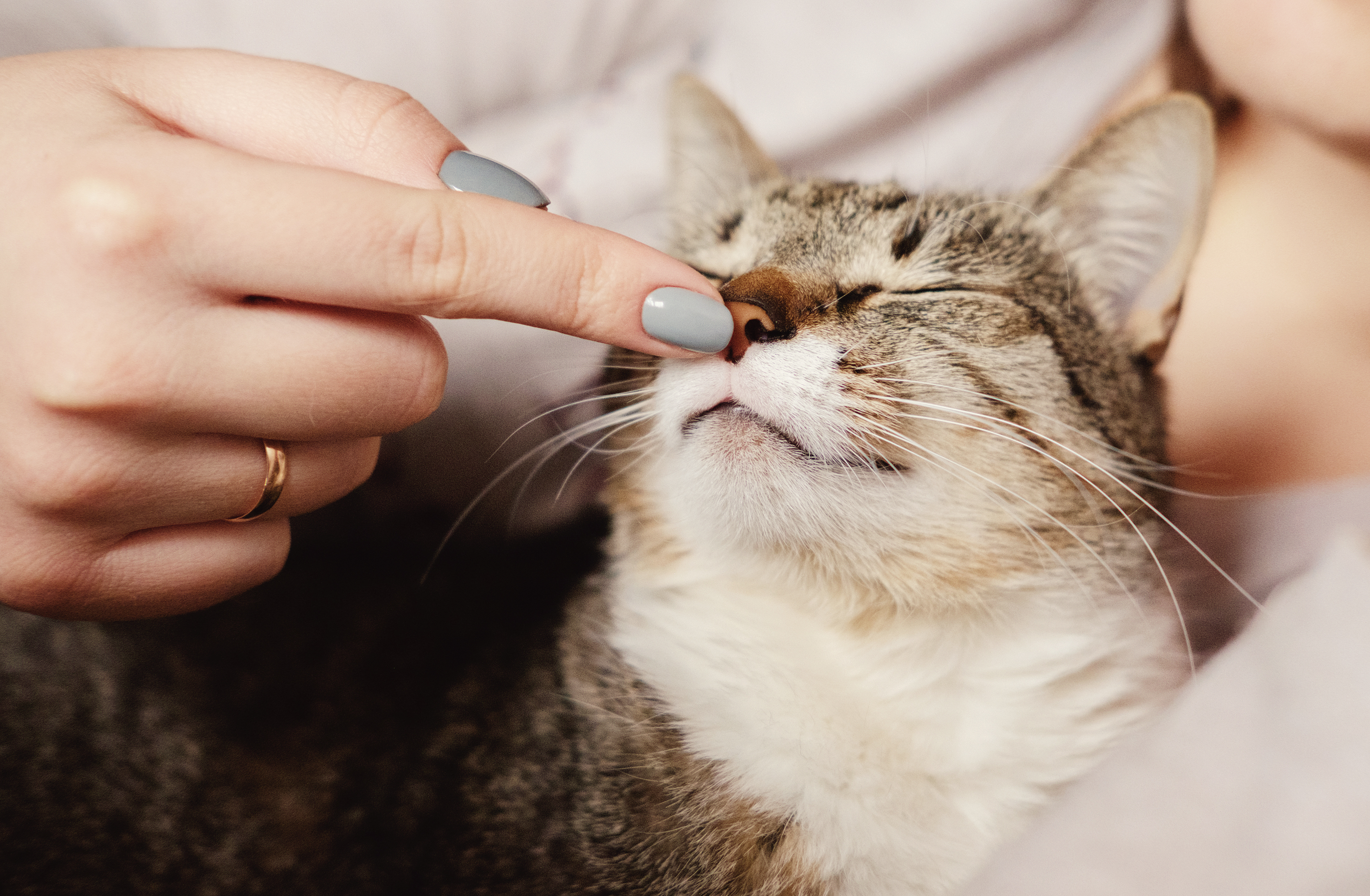 Katt Katt