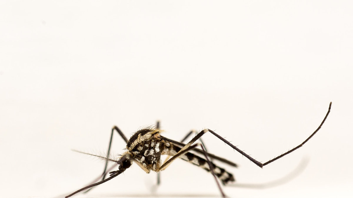 Viruset smittas via myggor. 
