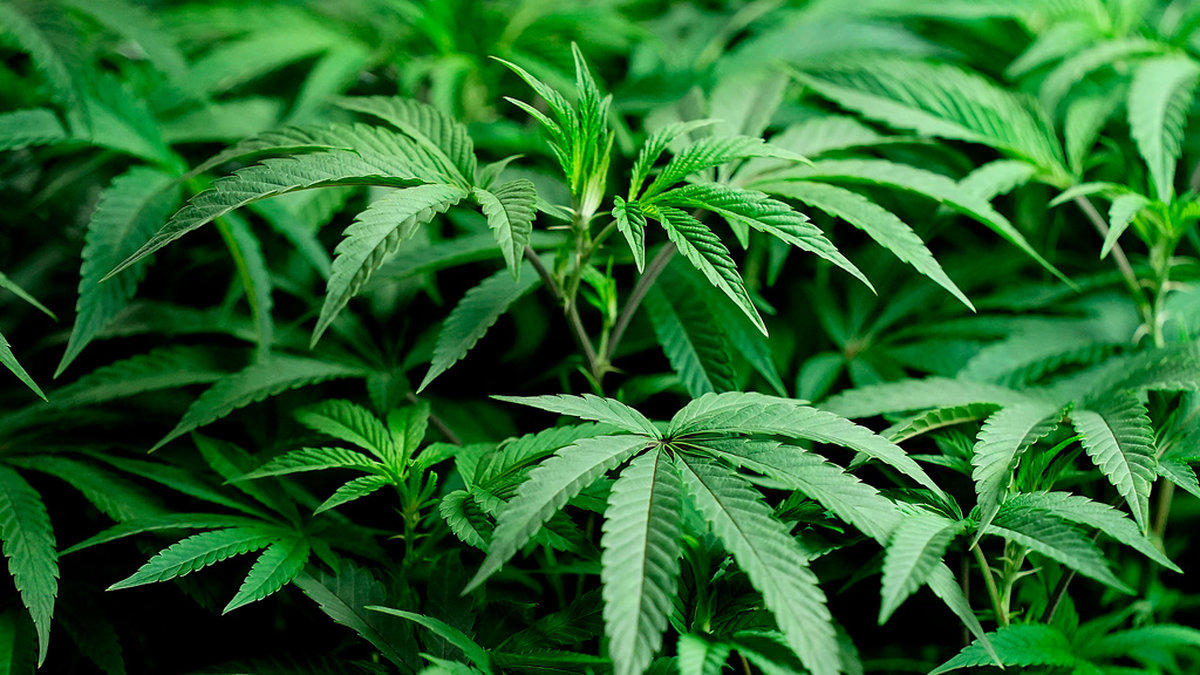 Cannabisodlarna var åtalade för synnerligen grovt narkotikabrott, men dömdes för grovt narkotikabrott. Arkivbild