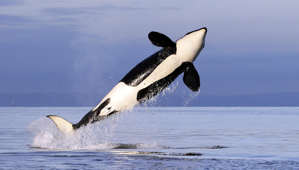 Killer whales attack sailboats – Retired Will was on board: “Shit!”