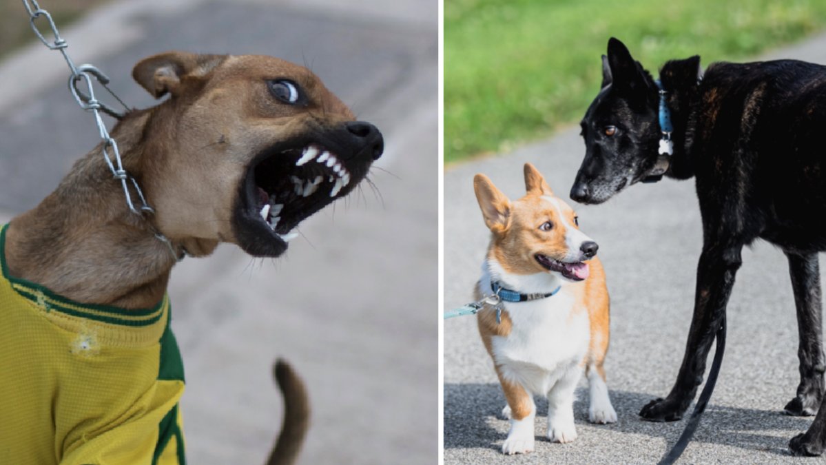Hur skyddar du din hund om en annan hund går till angrepp? Här är expertens bästa råd.