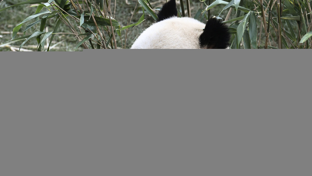 Pandahannen Xing Er, när han var helt nyanländ till Köpenhamns zoo i april 2019.