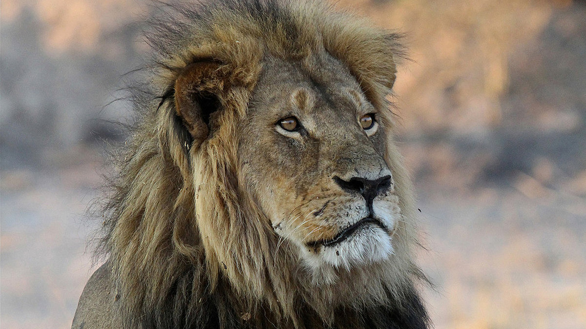 Lejonet Cecil.