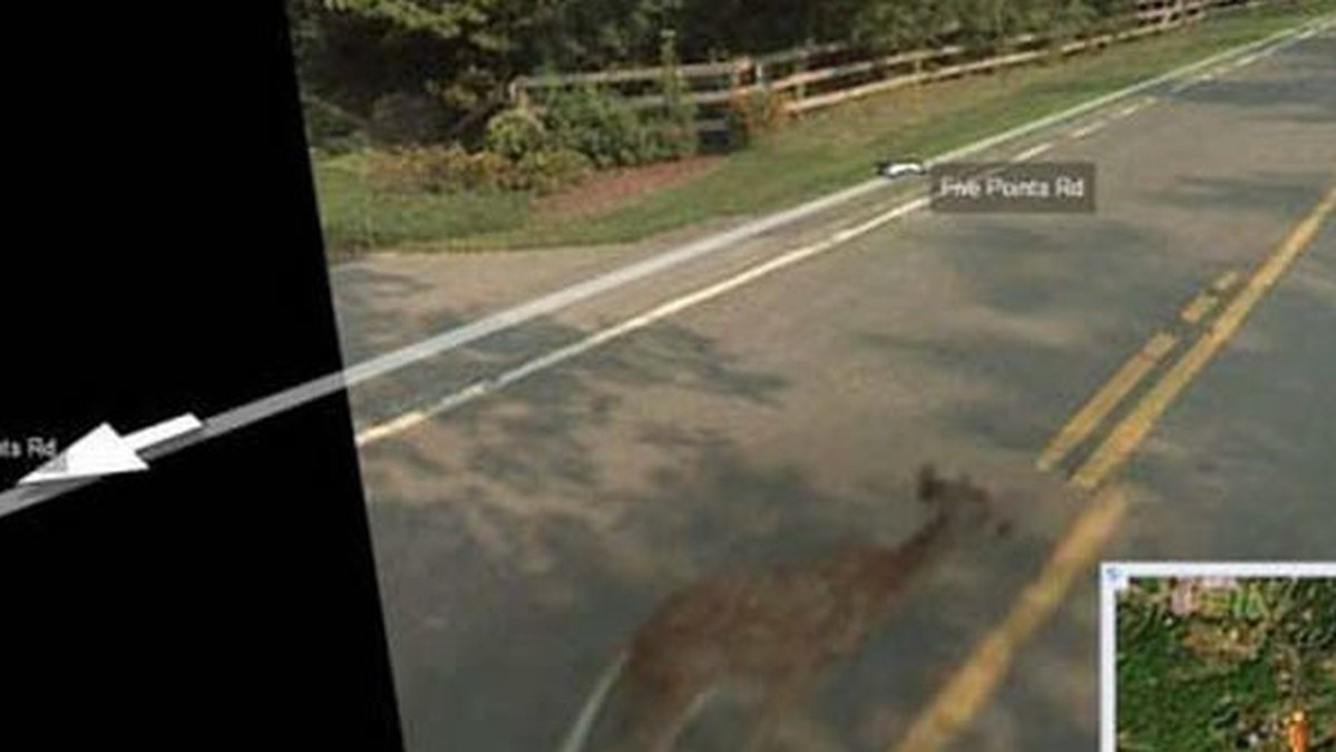 En av Googlebilarna körde på ett rådjur som sprang ut på vägen. Djuret lyckades dock, svårt skadad, halta i väg från platsen.