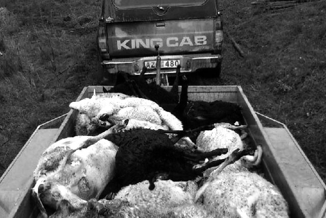 Ett lamm försvann, två får dog och 13 måste avlivas.