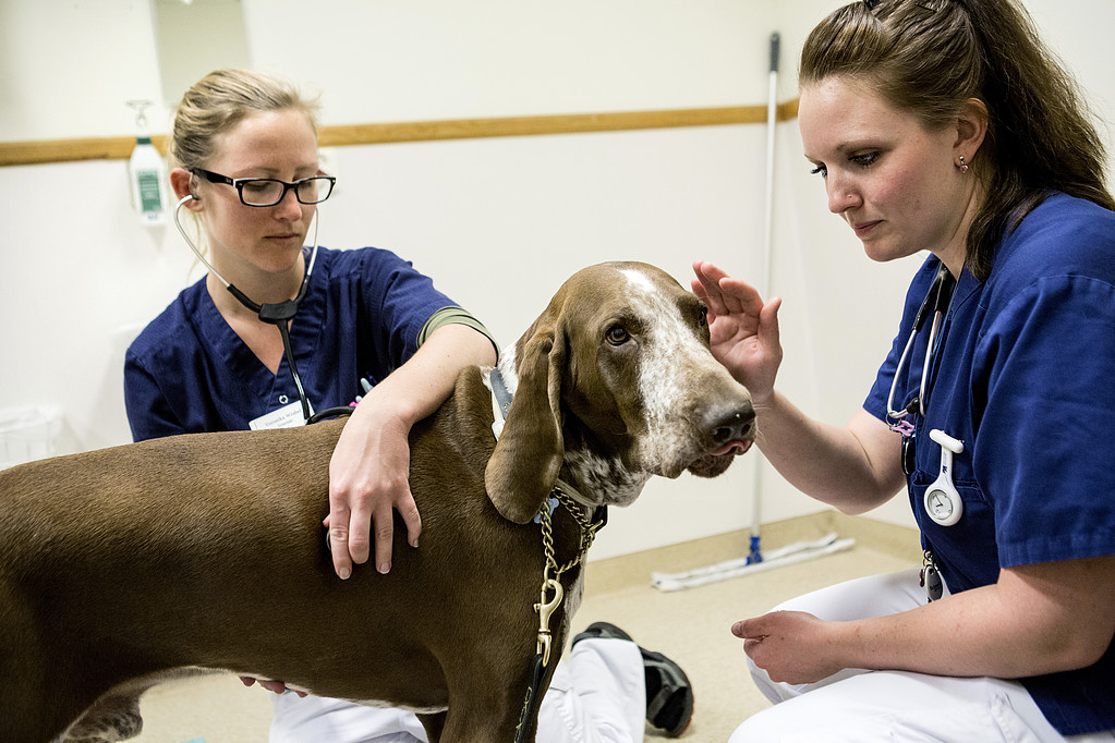 Kvinnliga veterinärer tjänar mer än manliga Kvinnliga veterinärer tjänar mer än manliga