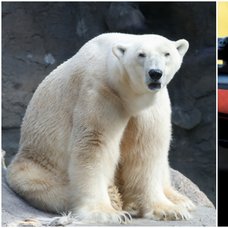 Isbjörnen sköts när den var på väg mot lekande barn. 