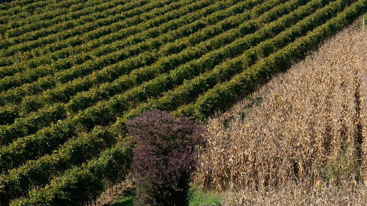 En vingård där det tillverkas prosecco i Colle Umberto i norra Italien. Bild från i höstas.