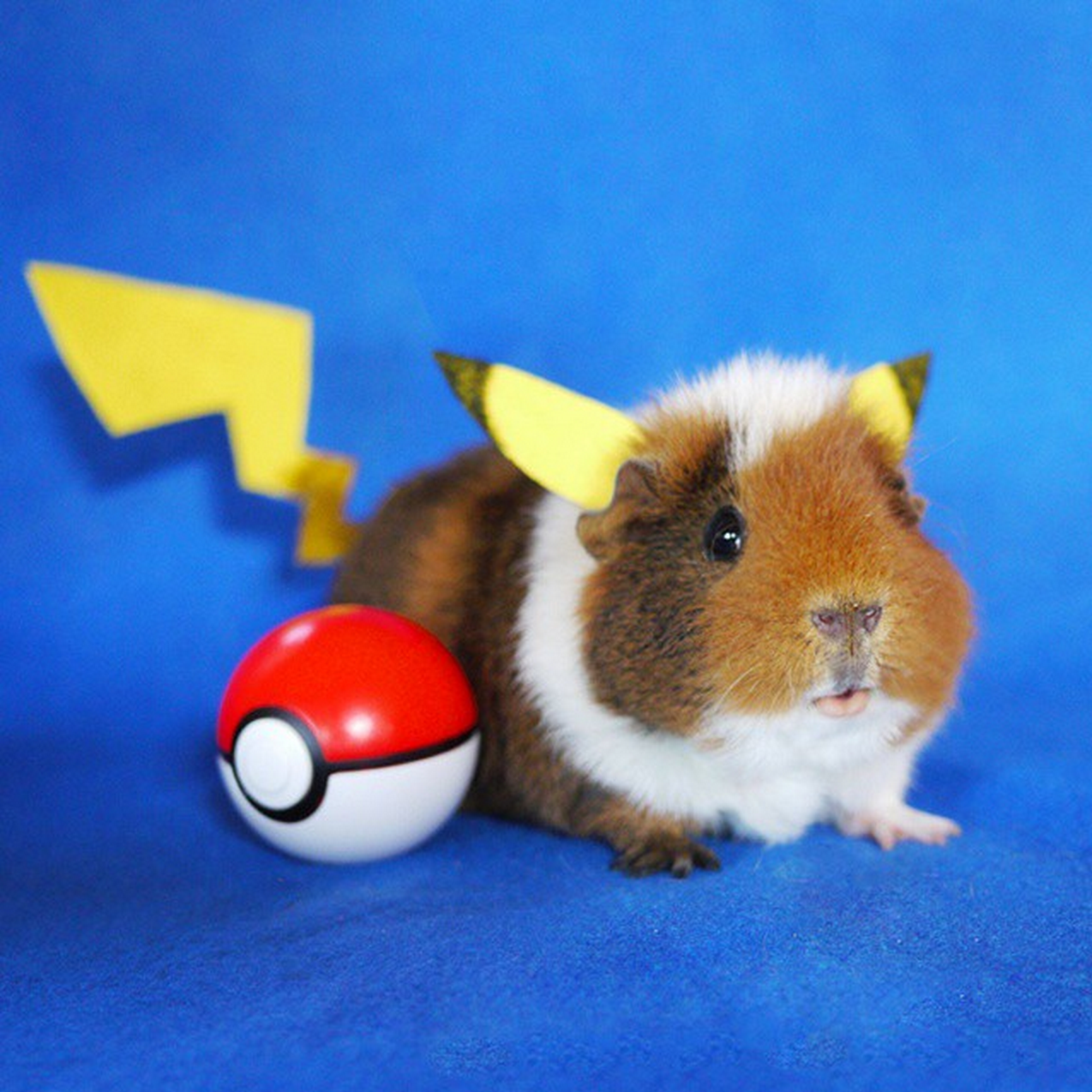 Fuzzberta utklädd till Pikachu ur Pokémon.